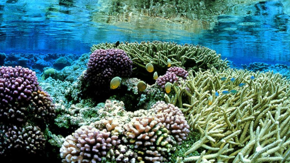 In this photo released by the U.S. Fish and Wildlife Service, pink corals are seen on the Palmyra Atoll in the Pacific.