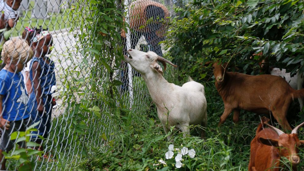 Children watch as goats graze in a fenced-off area at Congressional Cemetery in Washington, D.C. on Aug. 7, 2013. 