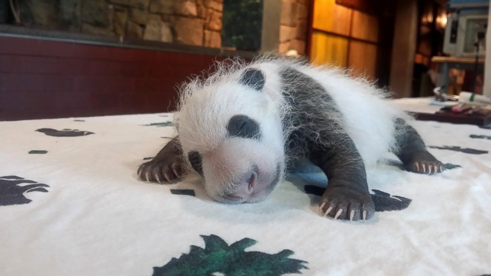 The baby Giant Panda, born Aug. 22, 2015, is seen in Washington as keepers weighed the giant panda cub, Sept. 14, 2015.