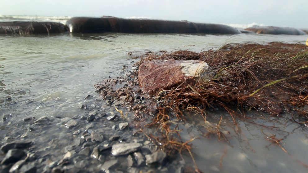 PHOTO: Oil coats plants and rocks as high winds and waves caused the cancellation of cleanup operations on the beach, July 7, 2010, in Port Fourchon, La. 