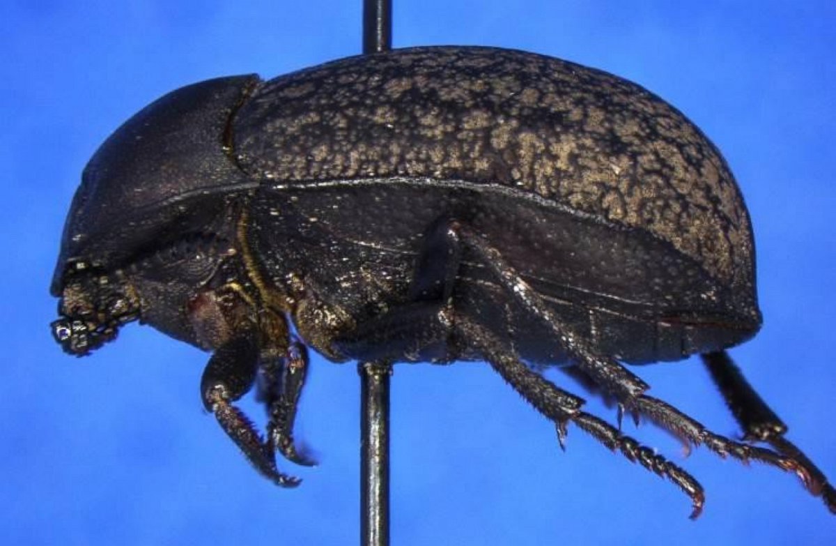 PHOTO: Eusattus venosus Champion (Tenebrionidae), a first in the nation pest was intercepted by CBP agriculture specialists in Pharr, Texas.