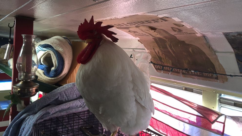 PHOTO: Mr. Clucky sits inside "the 101," Martin Buckley's refurbished bus that Buckley drives up and down the east coast in support of his favorite presidential candidate, Bernie Sanders. 
