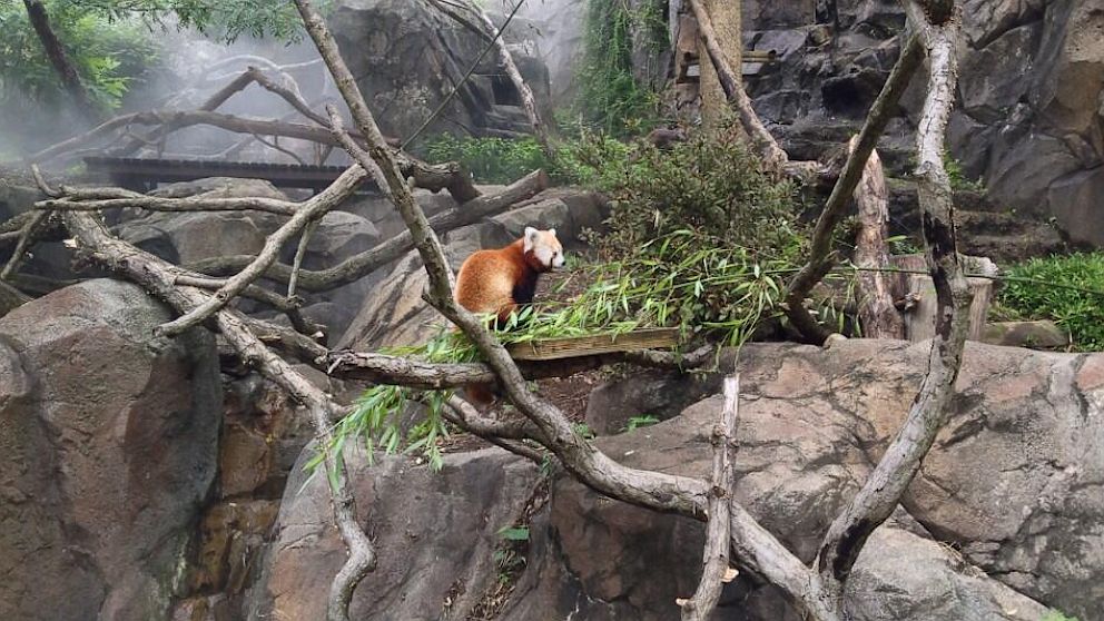 red panda habitat destruction