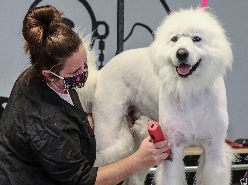 PHOTO: Helen Wood, a groomer at The Dapper Dog, an all-breed grooming salon, gives a trim to Gracie, a Great Pyrenees, May 11, 2020, in Owensboro, Ky. 