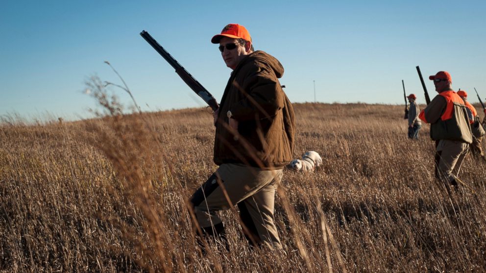 PHOTO: Sen. Ted Cruz hikes through tall grass at a private gaming reserve during the Col. Bud Day Pheasant Hunt hosted by Rep. Steve King outside of Akron, Iowa, Oct. 31, 2015. 