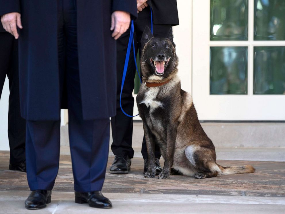 Trump welcomes Conan, hero dog from al-Baghdadi raid, to White House ...