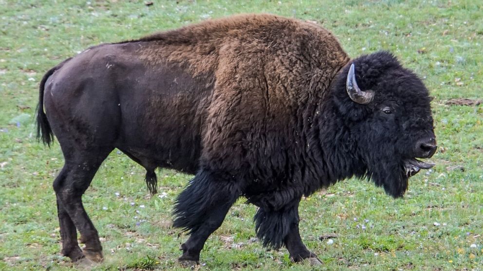 FILE - In this photo provided by Grand Canyon National Park, an adult bison roams near a corral at the North Rim of the park in Arizona, on Aug. 30, 2021. Grand Canyon National Park has decided not to extend a pilot project this fall 2022 that used v