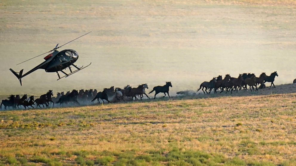 A helicopter pushes wild horses during a roundup on July 16, 2021, near U.S. Army Dugway Proving Ground, Utah. Federal land managers are increasing the number of horses removed from the range this year during an historic drought. They say it's necess