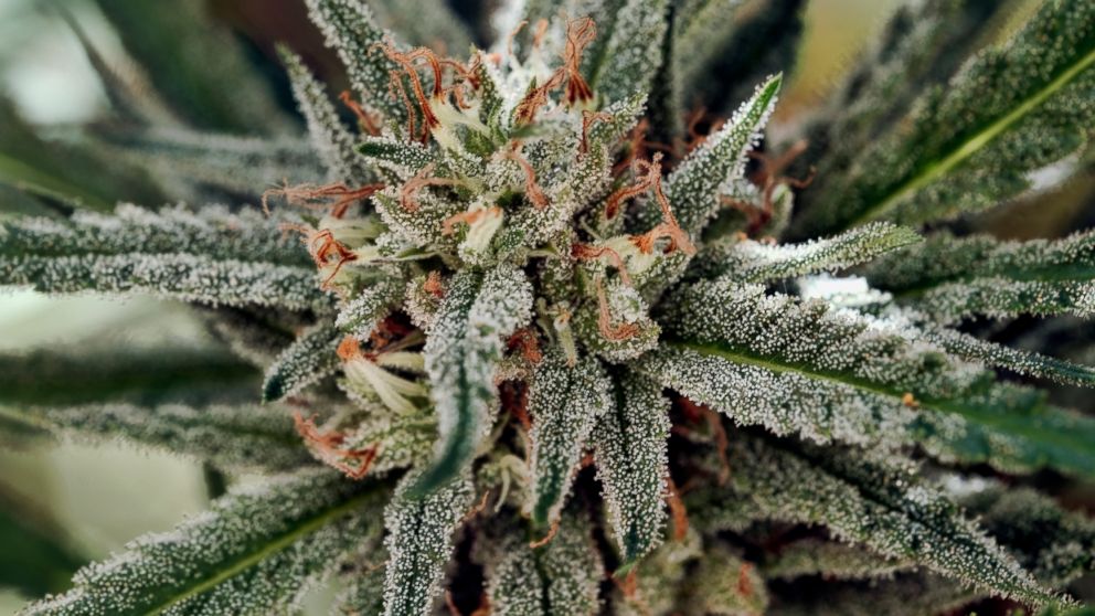 Gains Growing Pains Mark California S 1st Year Of Legal Pot Abc News
