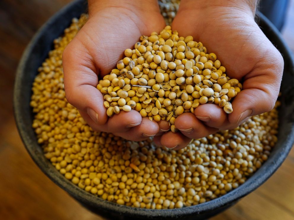   FILE - In this November 21, 2018, photo archive, Justin Roth holds a handful of soybeans at the Brooklyn elevator in Brooklyn, Iowa. Closing the government could make it harder for farmers to wait for federal payments to ease President D.'s burden. 