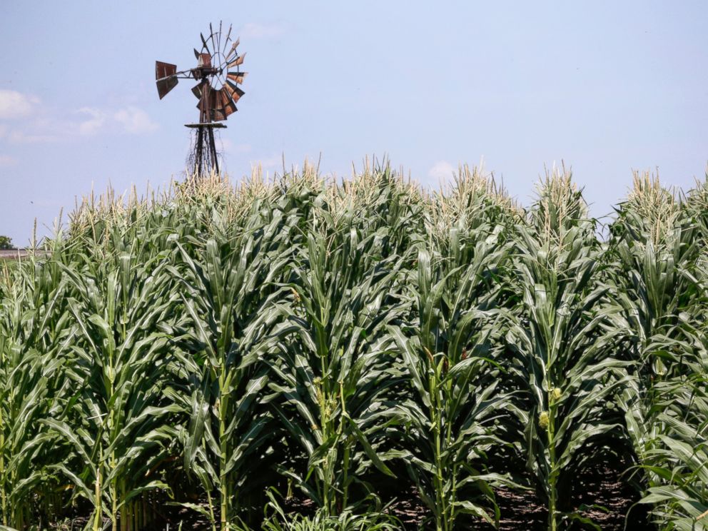   DOSSIER - In the file photo, July 11, 2018, a field of corn grows in front of an old windmill in Pacific Junction (Iowa). Closure of government could complicate things for farmers lining up for federal payments to ease President Donald T.'s burden 