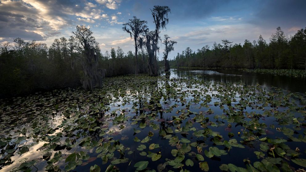 FILE - The sun sets over water lilies and cypress trees along the remote Red Trail wilderness water trail of Okefenokee National Wildlife Refuge, Wednesday, April 6, 2022, in Fargo, Ga. The refuge is one of the world's largest intact freshwater ecosy