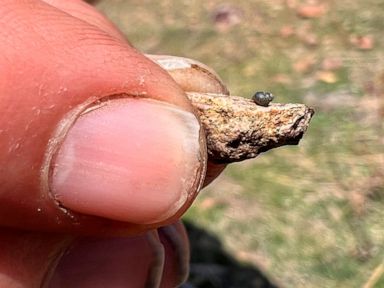 Endangered status sought for snail near Nevada lithium mine thumbnail