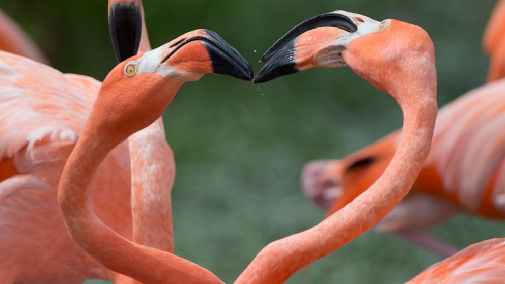 In this Friday, July 15, 2016, file photo, two American flamingos tussle in their exhibit space at Zoo Miami, Friday, July 15, 2016, in Miami. After nearly a century on its lofty perch, the northern mockingbird's days may be numbered as the state bir