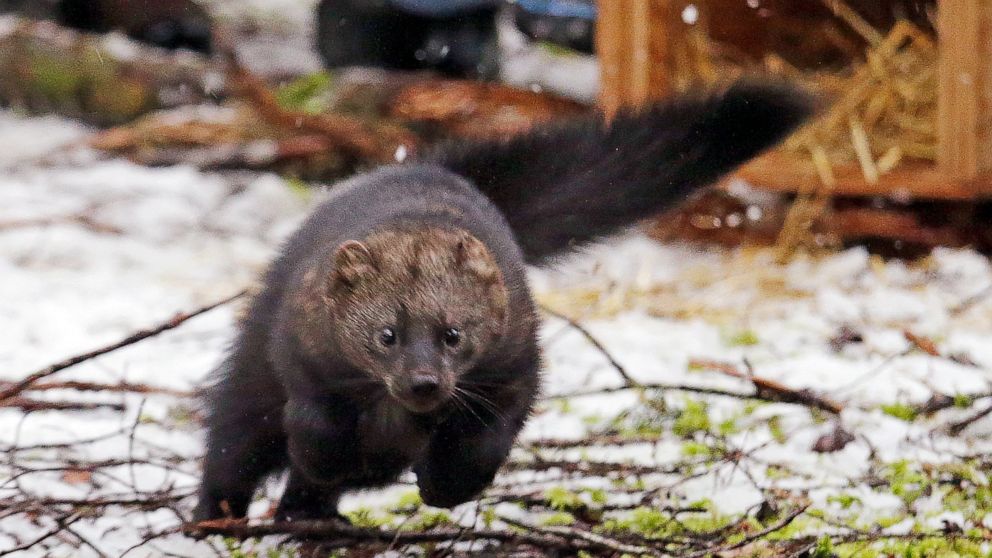 FILE - In this Dec. 2, 2016 file photo, a Pacific fisher takes off running after being released into a forest at Mount Rainier National Park, Wash. The Pacific fisher, a weasel-like carnivore native to Oregon's southern old growth forests, has been d