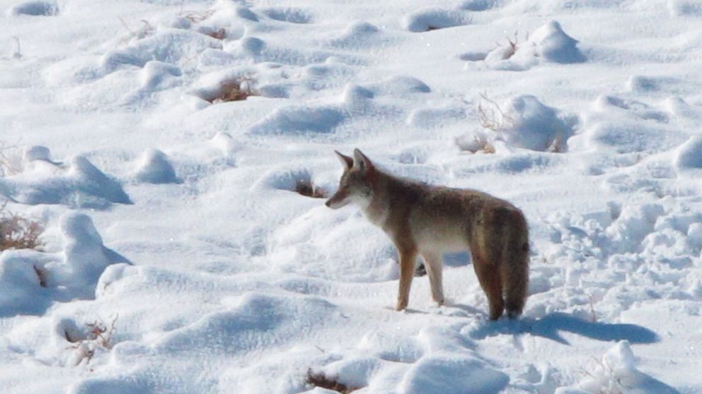 New legal battle over predator killing in Nevada wilderness