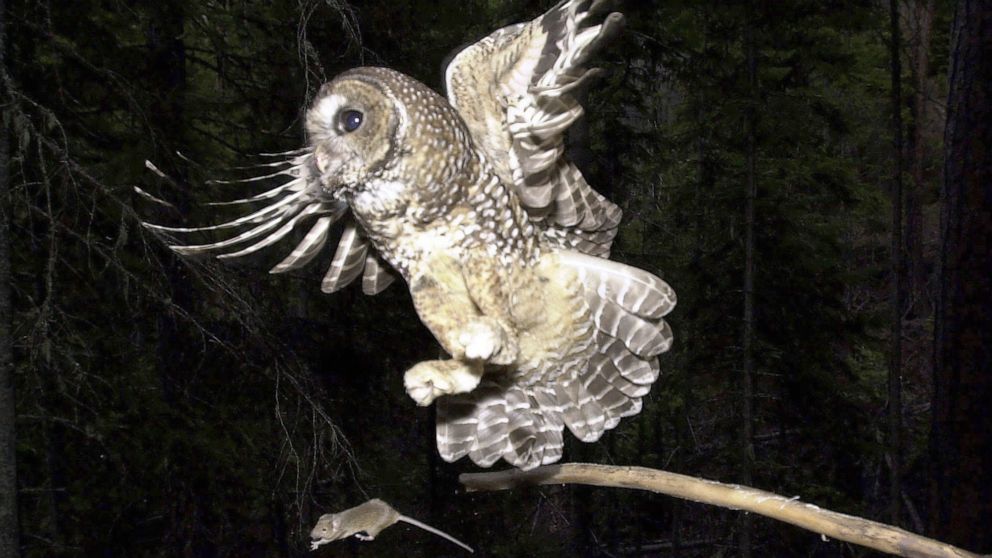 FILE - In this May 8, 2003, file photo, a Northern Spotted Owl flies after an elusive mouse jumping off the end of a stick in the Deschutes National Forest near Camp Sherman, Ore. The Trump administration has slashed more than 3 million acres of prot