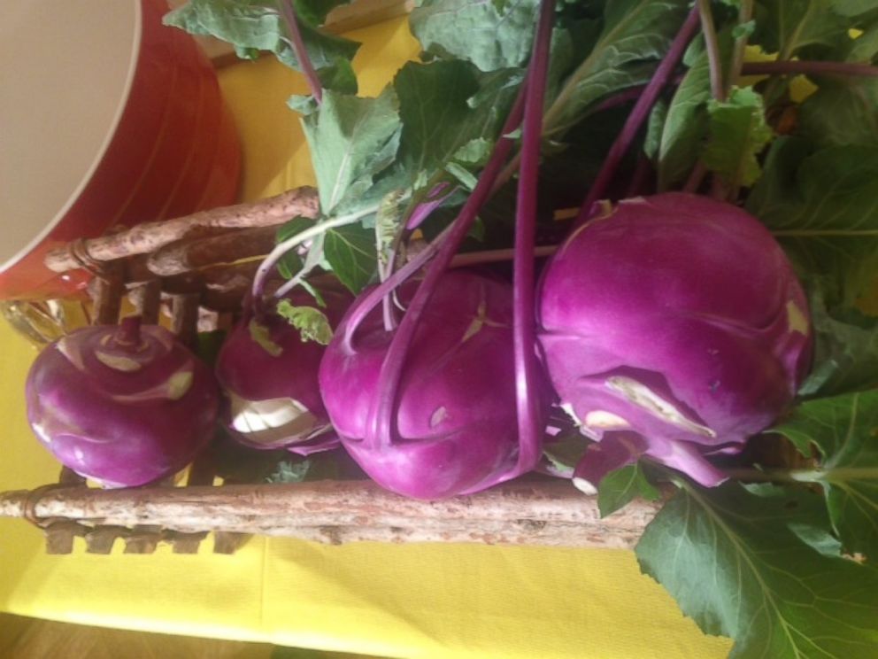 PHOTO: Kohlrabi, which is part of the cabbage family, harvested from the White House Kitchen Garden