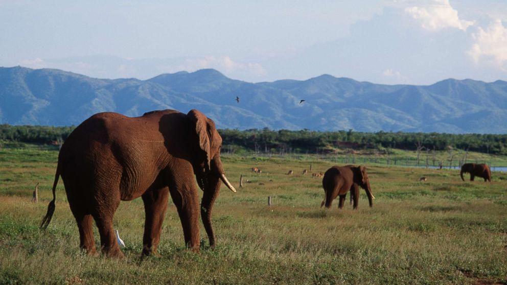 An African bush elephant on Fothergill Island, lake Kariba, in Zimbabwe, March 3, 2014.