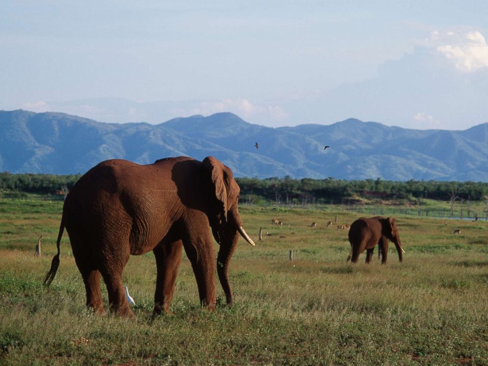 Does hunting elephants help conserve the species? - ABC News