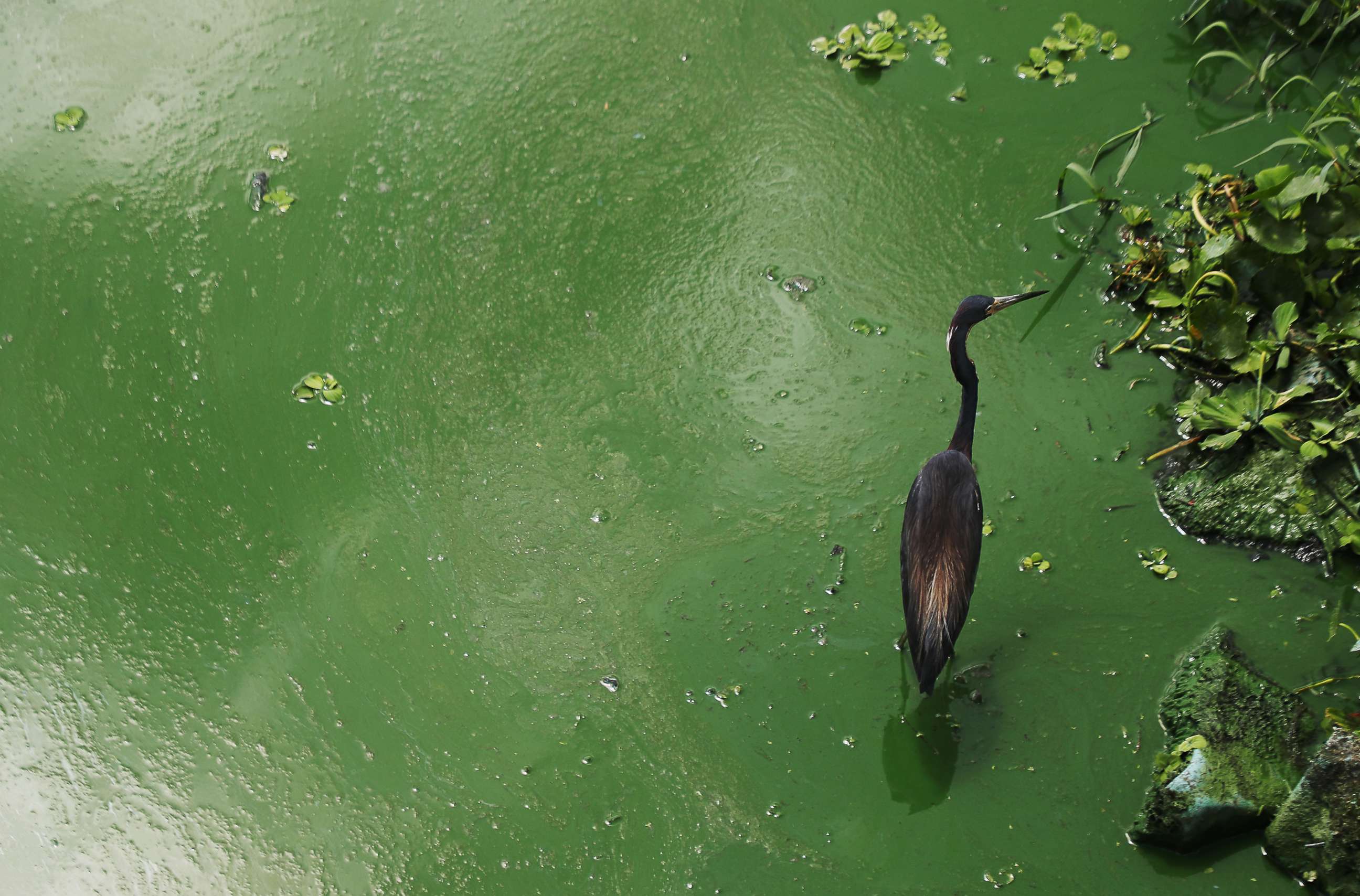 PHOTO: A tri-colored heron wades in an algal bloom along the wall at the Franklin Locks in Alva, June 26, 2018 in Alva, Fla. 