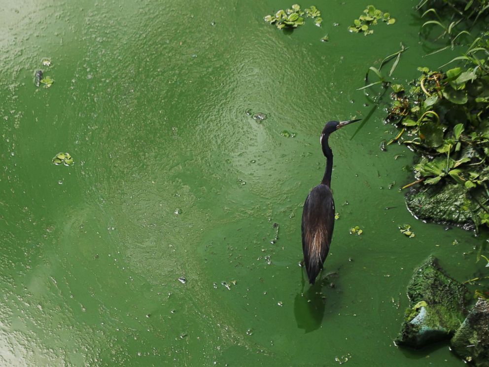 PHOTO: A tri-colored heron wades in an algal bloom along the wall at the Franklin Locks in Alva, June 26, 2018 in Alva, Fla.