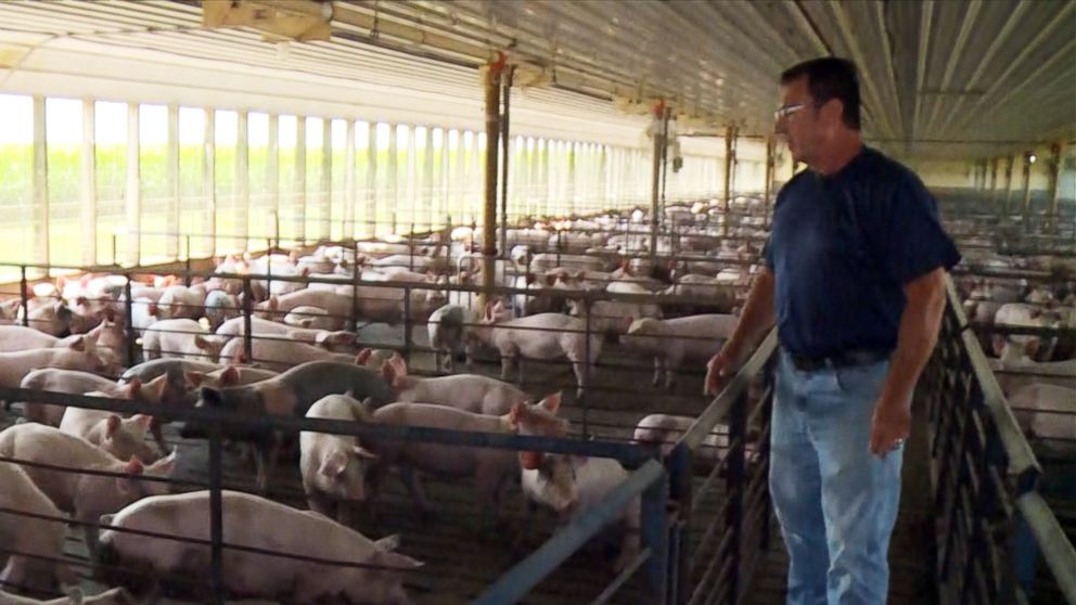 PHOTO: Gregg Hora of Fort Dodge, Iowa, says farmers are anxious about the financial impact of a protracted trade war. "Patience is wearing thin on U.S. pork producers because the next six months of market prices -- there's a lot of red ink," Hora said. 