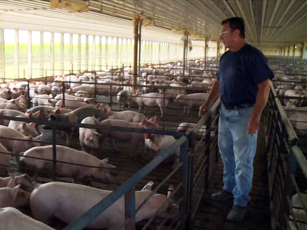 PHOTO: Gregg Hora of Fort Dodge, Iowa, says farmers are anxious about the financial impact of a protracted trade war. Patience is wearing thin on U.S. pork producers because the next six months of market prices -- theres a lot of red ink, Hora said.