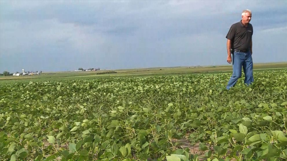 PHOTO: Farmers face a nearly 20 percent drop in the price of soybean harvests this year and more than 15 percent drop in the price of corn, according to the Iowa Corn Growers Association. The new tariffs are seen as the primary cause.