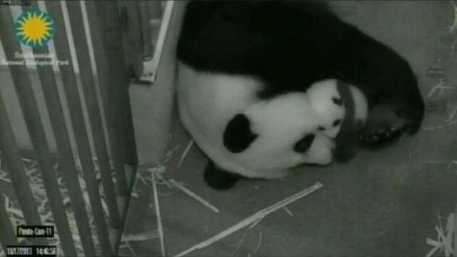 Video National Zoo, Panda Cam Reopen After Shutdown - ABC News