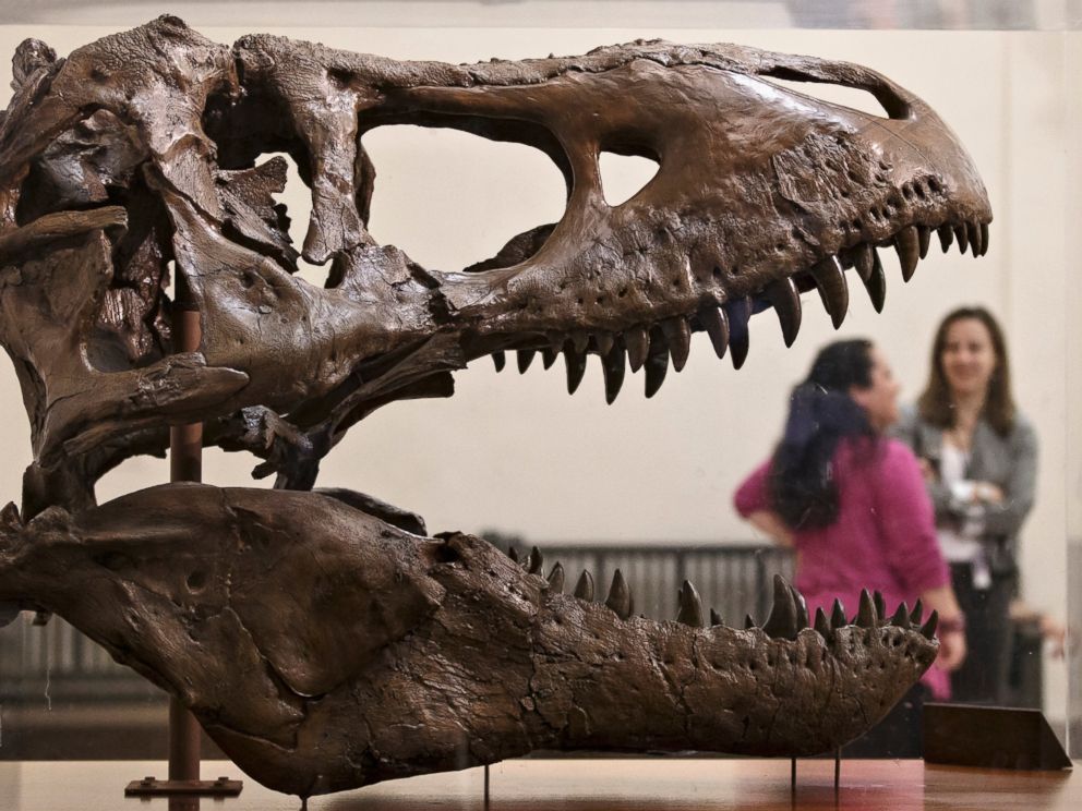 PHOTO: A cast of a Tyrannosaurus rex discovered in Montana greets visitors as they enter the Smithsonian Museum of Natural History in Washington, April 15, 2014. 