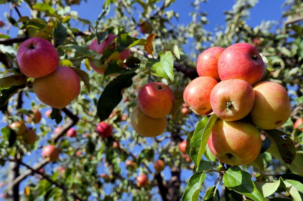 PHOTO: Apples hang from a tree in an orchard.