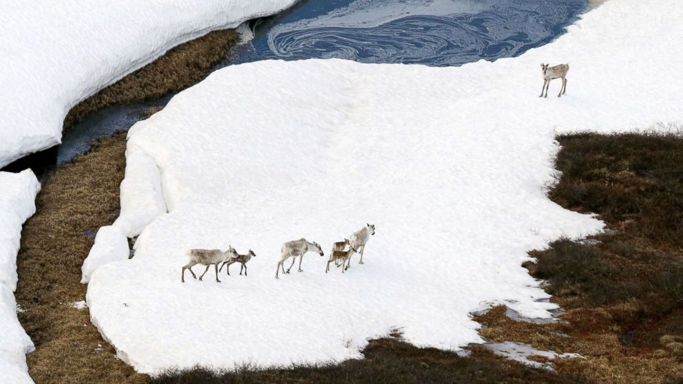 Caribous are seen at the Arctic National Wildlife Refuge (ANWR) on June 18, 2017 in Alaska.