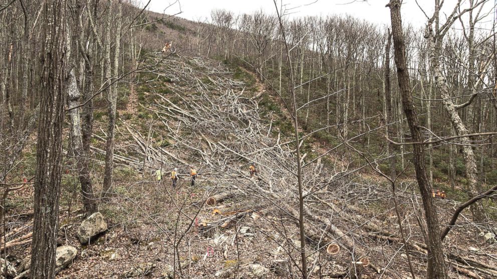 Crews walk near fallen trees as they clear the route for the Atlantic Coast Pipeline in Wintergreen, Va., March 6, 2018.