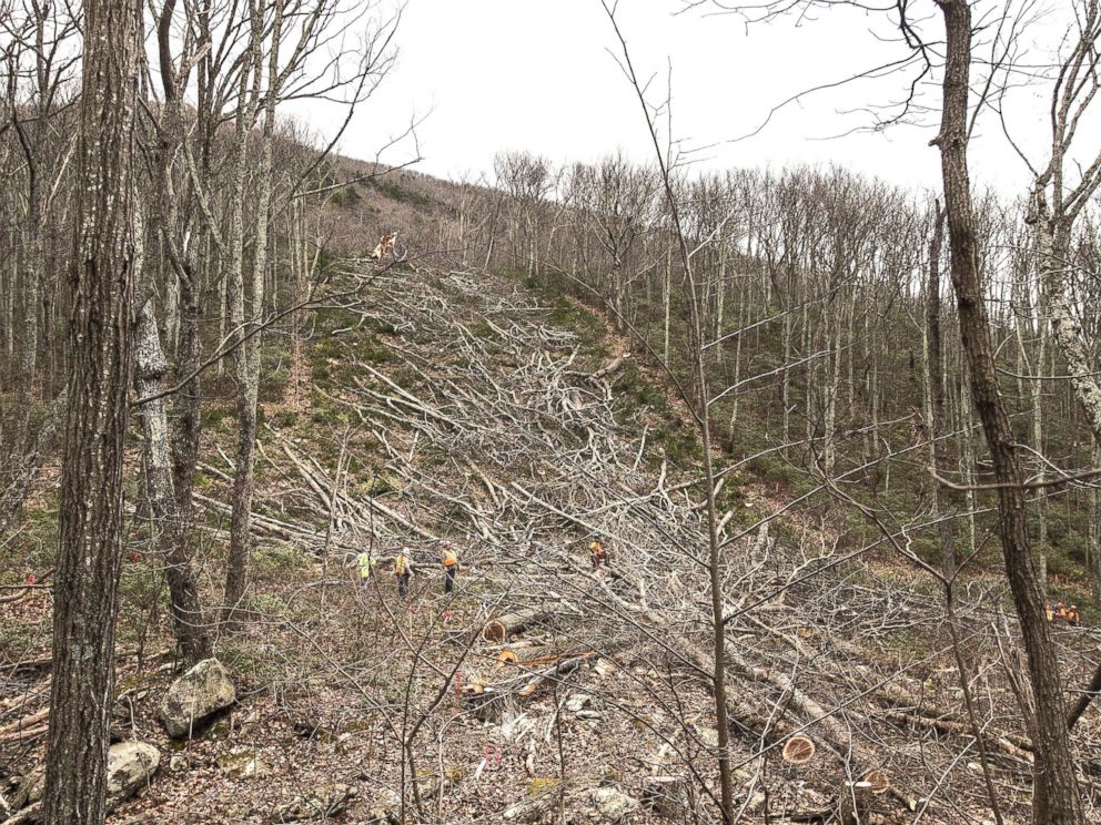PHOTO: Crews walk near fallen trees as they clear the route for the Atlantic Coast Pipeline in Wintergreen, Va., March 6, 2018.