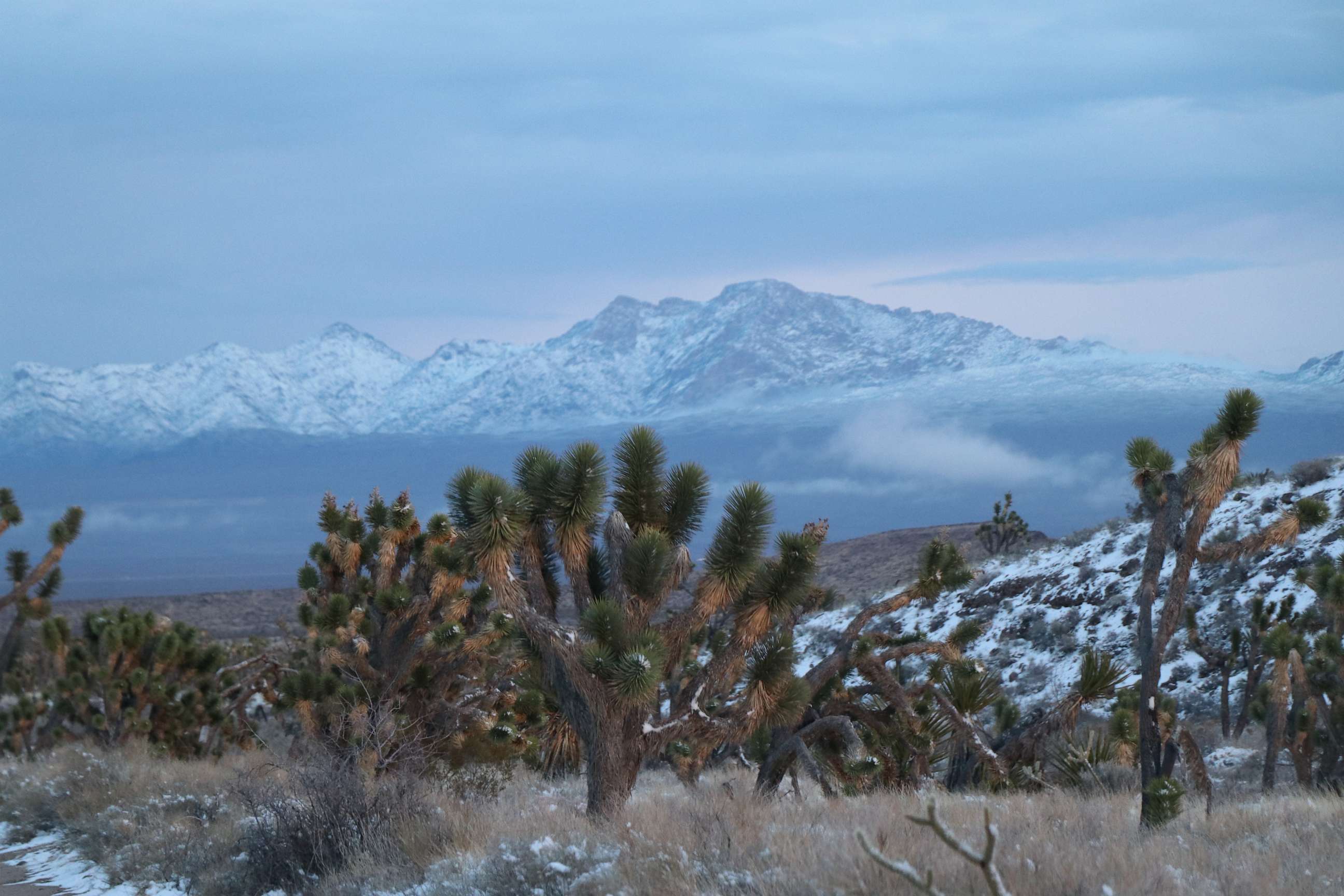 PHOTO: Joshua trees along Walking Box Ranch Road, with Spirit Mountain in the background, in Avi Kwa Ame National Monument, Nevada.