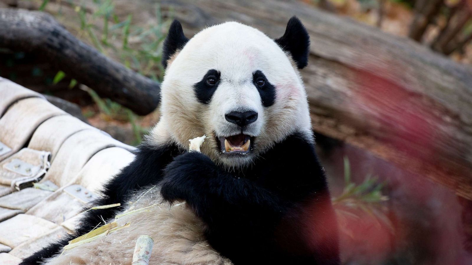 National Zoo hosts 'Bye Bye, Bei Bei' ahead of the giant panda being sent  to China - ABC News
