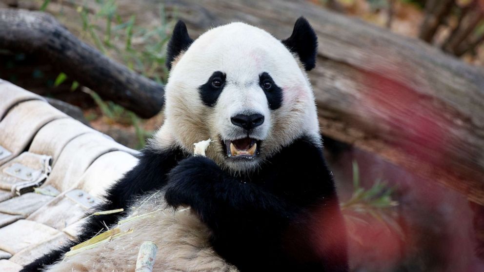 VIDEO: Bye-bye to Bei Bei the panda