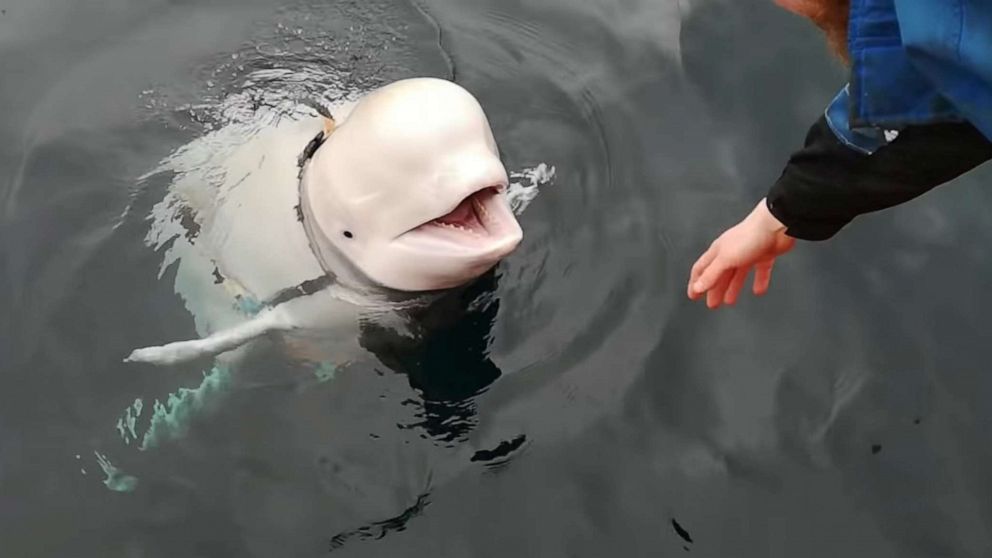 PHOTO: A Beluga whale wearing a Go Pro harness is seen in Norwegian waters, April 26, 2019 in this still image taken from a video obtained from social media on April 30, 2019.