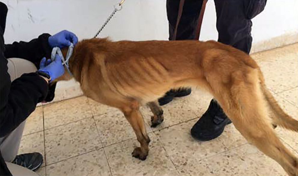 PHOTO: An underweight explosive-detecting dog is pictured in Jordan in April 2018.