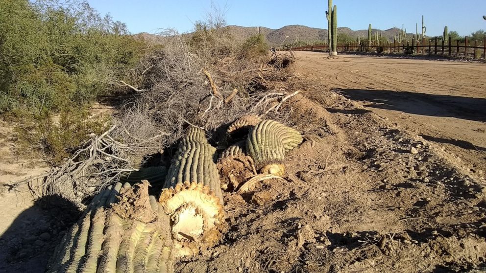 PHOTO: Cactuses in southern Arizona are removed to make way for the border wall in November 2019.
