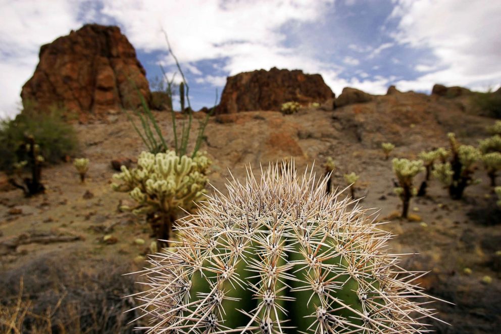 PHOTO: The top of a small saguaro cactus is seen north of the Cabeza Prieta National Wildlife Reserve, March 28, 2006, near Ajo, Arizona.