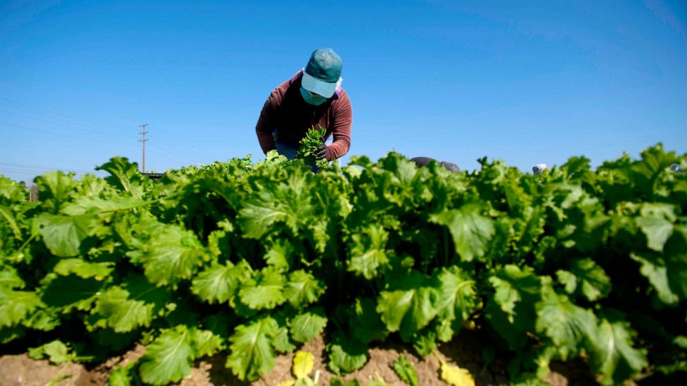 PHOTO: A farmworker wears a face mask while harvesting curly mustard in a field, Feb. 10, 2021, in Ventura County, Calif.