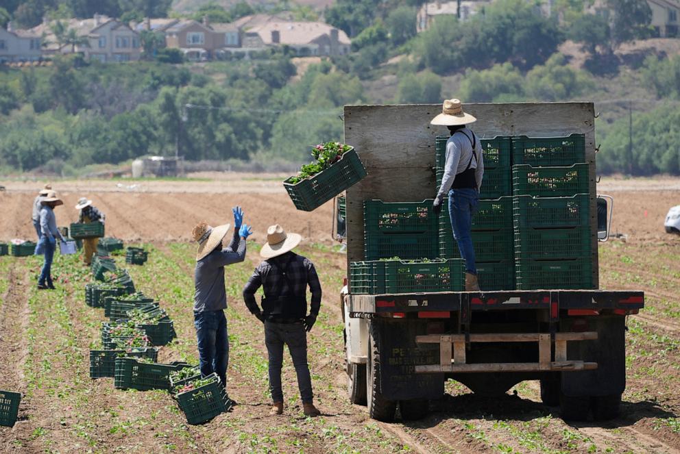 PHOTO: Farm workers gather produce on June 12, 2025, in Moorpark, Calif. 
