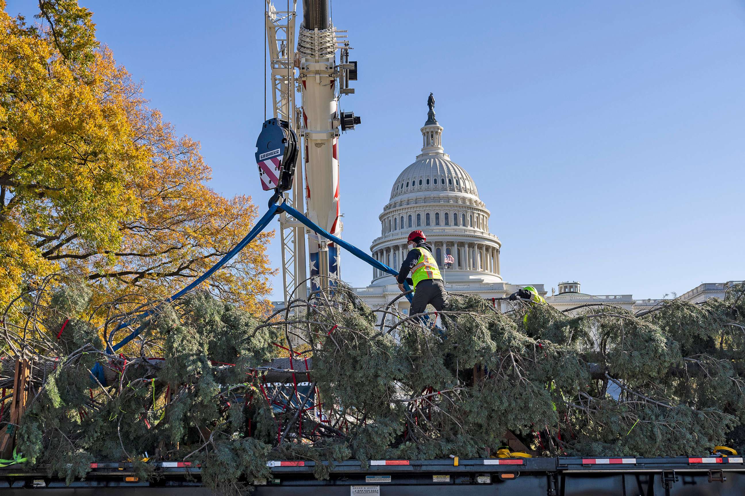 PHOTO: The U.S. Capitol Christmas tree is unloaded from a flatbed truck on the West Front of the U.S. Capitol on Nov. 19, 2021 in Washington, D.C.  This year's   Tree is an 84-foot white fir from the Six Rivers National Forest in northwest California. 