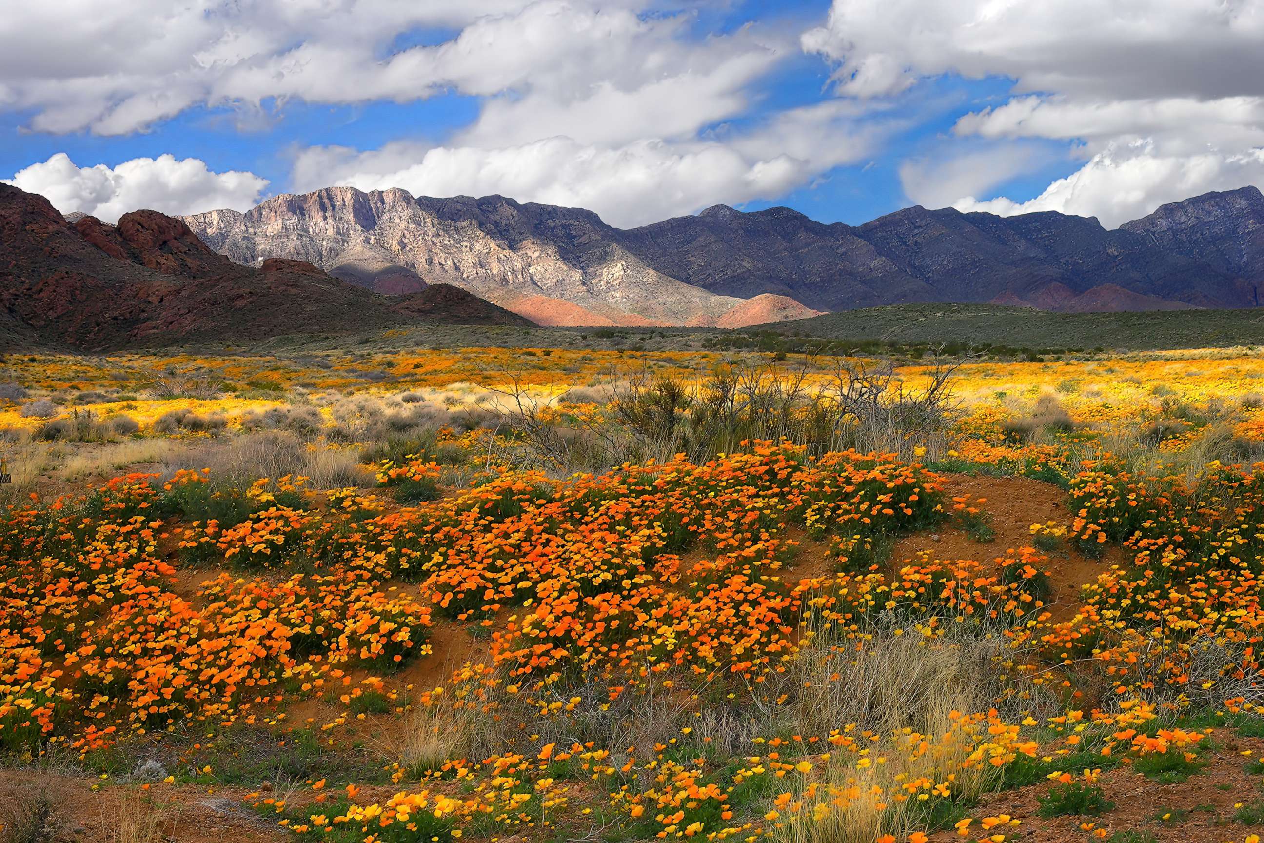 PHOTO: Wildflowers bloom on the Castner Range, in El Paso, Texas.