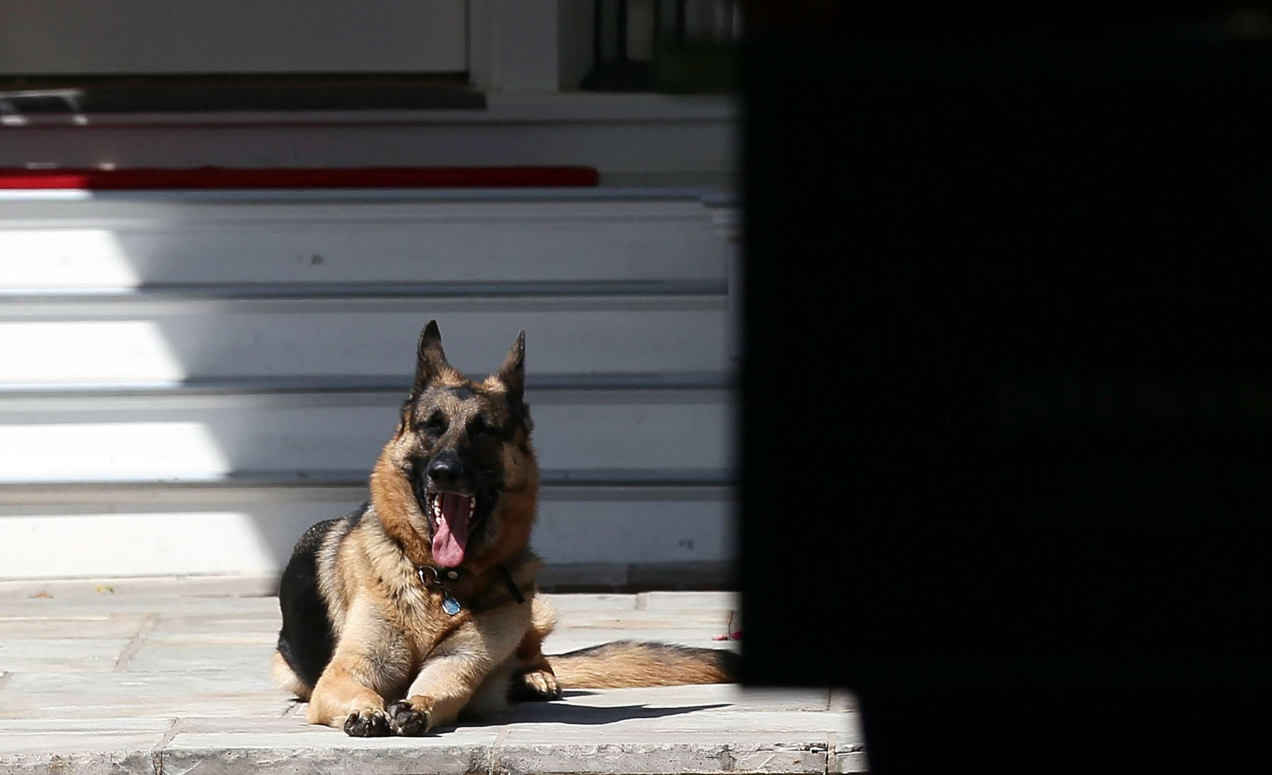 PHOTO: Joe Biden's dog, Champ, lays down during a Joining Forces service event at the Vice President's residence at the Naval Observatory, May 10, 2012 in Washington, D.C.