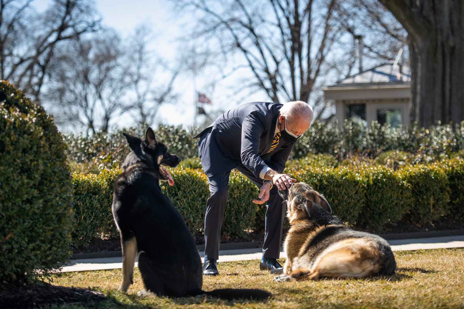 PHOTO: President Joe Biden plays with the Biden family dogs Champ, right, and Major, left, on Feb. 9, 2021 at the White House on Feb. 24, 2021 in Washington, D.C.