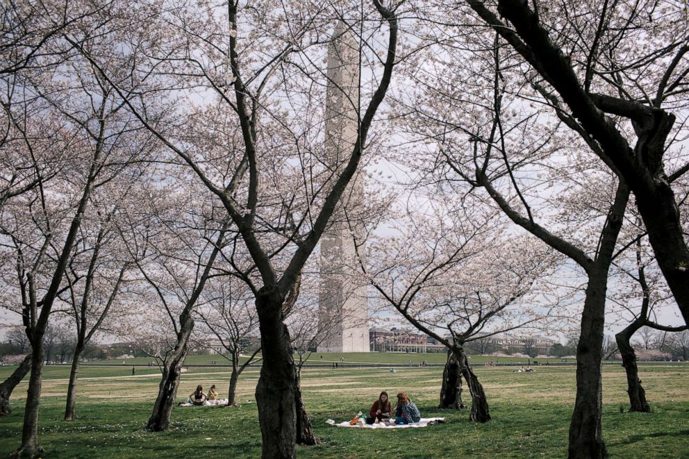 PHOTO: People spend the afternoon doing art projects under the cherry blossom trees at the foot of the Washington Monument in Washington, D.C.