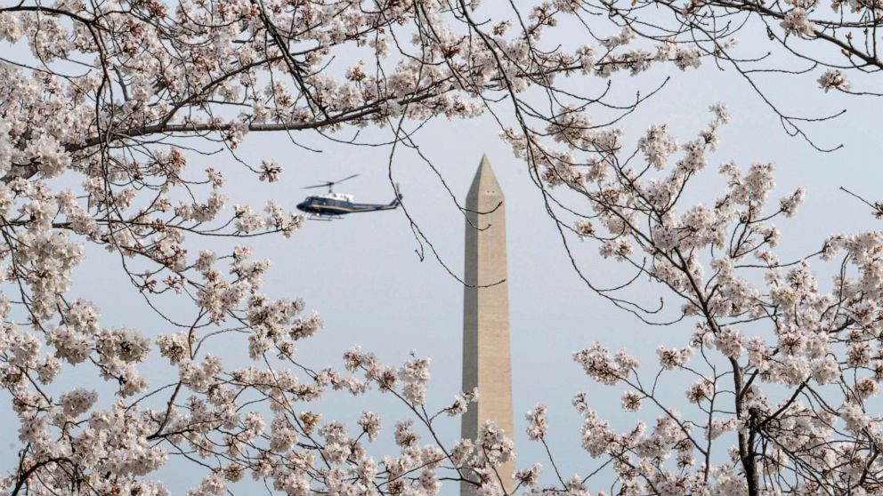 Spring Blooms at the National Cherry Blossom Festival – The Science Survey